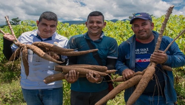 Cultivadores de yuca buscan espacios internacionales para la comercialización del producto. / Foto: Cortesía