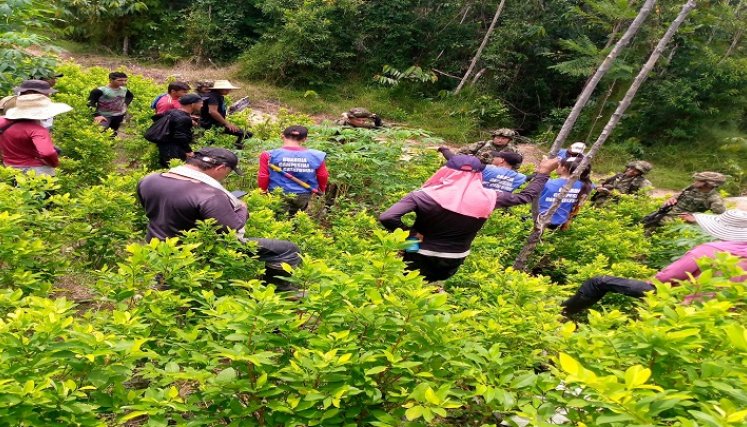 Cultivadores de coca están dispuestos a la movilización para exigir la sustitución de cultivos. /Fotos: Cortesía