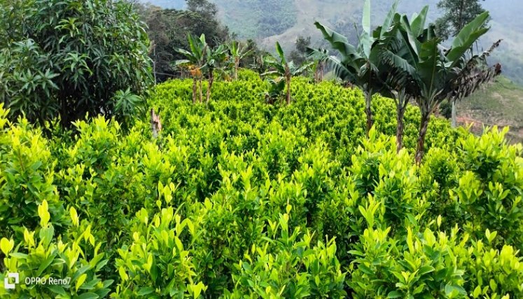 Fondo para la restitución de cultivos estaría desfinanciado Cultivadores de coca están dispuestos a la movilización para exigir la sustitución de cultivos. /Fotos: Cortesía