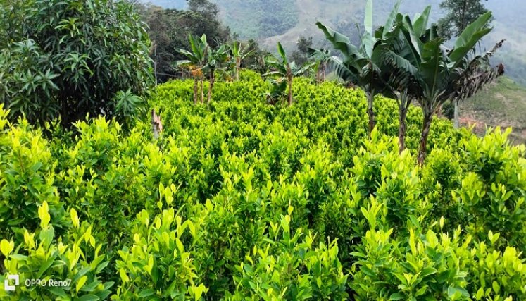 Cultivadores de coca están dispuestos a la movilización para exigir la sustitución de cultivos. /Fotos: Cortesía