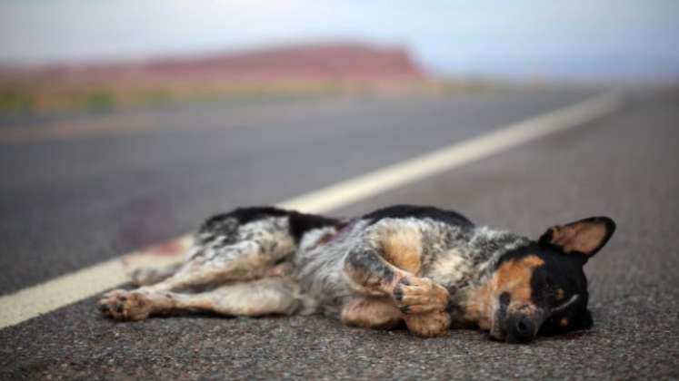 La mayoría de animales atropellados quedan abandonados en medio de las vías./Foto: Cortesía 