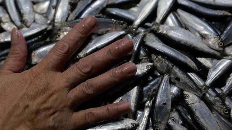 Sardinas en Filipinas 