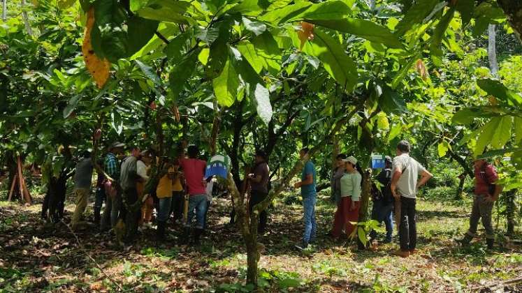 Son 200 familias campesinas y 100 de la comunidad motilón barí las que hacen parte del proyecto/Foto cortesía