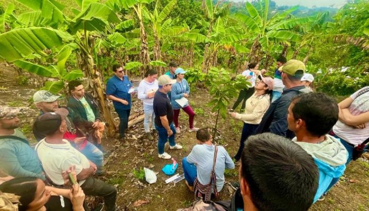 Campesinos de la región del Catatumbo impulsando la siembra del cacao/Foto Cortesía/La Opinión Campesinos de la región del Catatumbo impulsando la siembra del cacao/Foto Cortesía/La Opinión