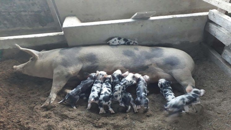 En la provincia de Ocaña y zona del Catatumbo avanza el ciclo de vacunación contra la peste porcina clásica./ Foto:Cortesía