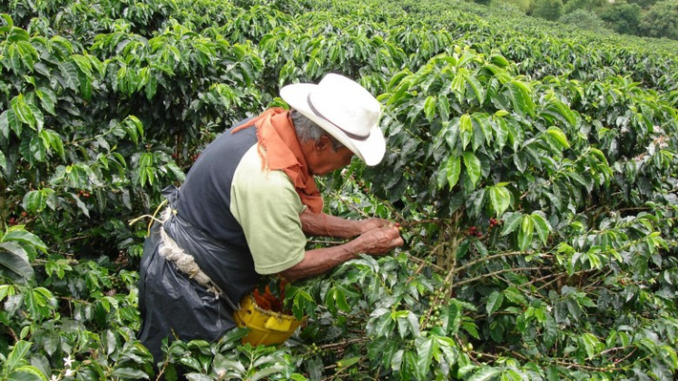 Gobierno nacional que busca beneficiar a pequeños productores de café