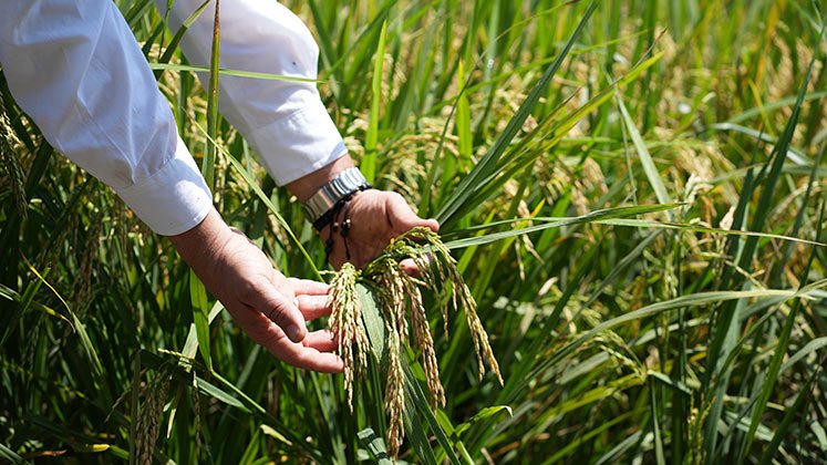 Los productores de arroz enfrentan la escasez de semillas, por lo que las siembras se retrasan./ Foto Archivo