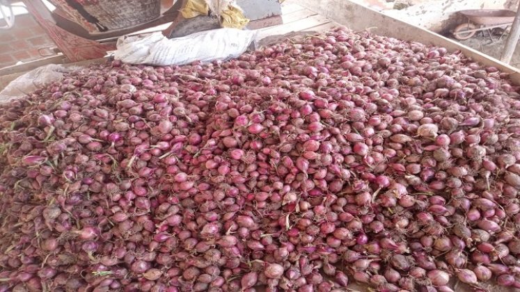 Los cultivadores de cebolla de la zona del Catatumbo claman por la salvaguarda del producto en tiempo de cosecha./ Foto cortesía: La Opinión.