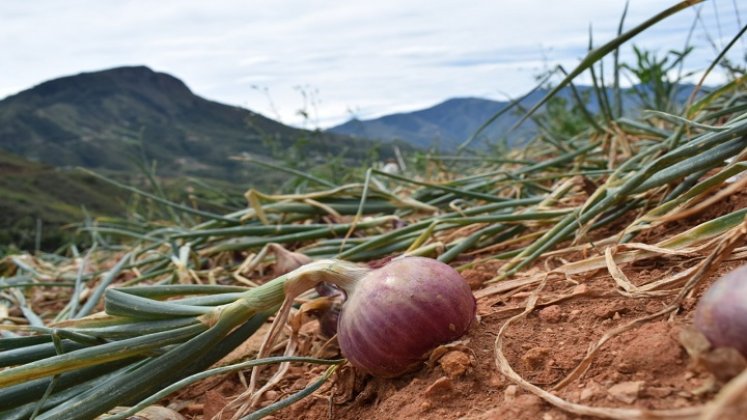 Los cultivadores de cebolla de la zona del Catatumbo claman por la salvaguarda del producto en tiempo de cosecha./ Foto cortesía: La Opinión.