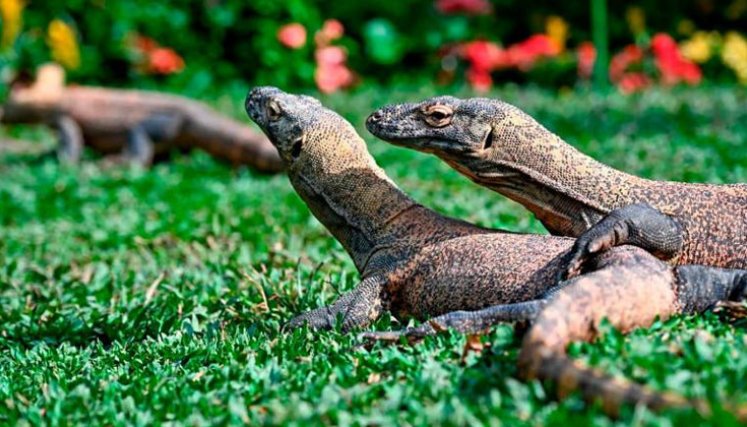 Científicos creen que estás características en los dientes pudo haber existido en dinosaurios carnívoros.