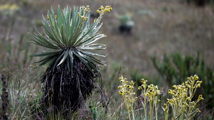 Páramo de Santurbán