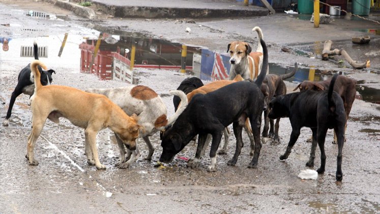 La cantidad de animales maltratados y sin hogar en Cúcuta es difícil de cuantificar, aunque  los casos de maltrato en su contra sí van en aumento constante.