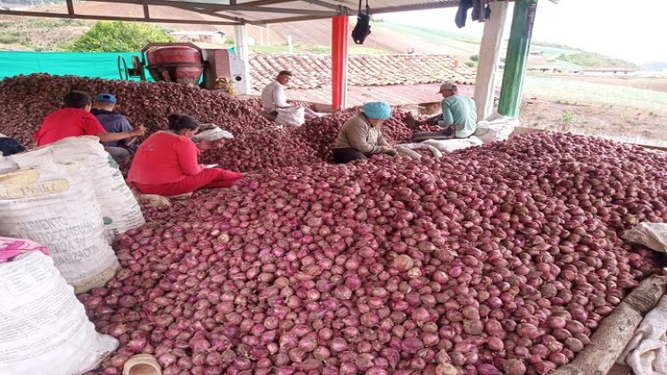 Los cultivadores esperan resarcir las pérdidas ocasionada por la importación masiva del producto./ Foto cortesía: La Opinión.