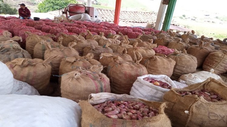 La comercialización de la cebolla roja en Ocaña está paralizada por la alta competencia de la cebolla peruana./ Fotos cortesía: La Opinión.