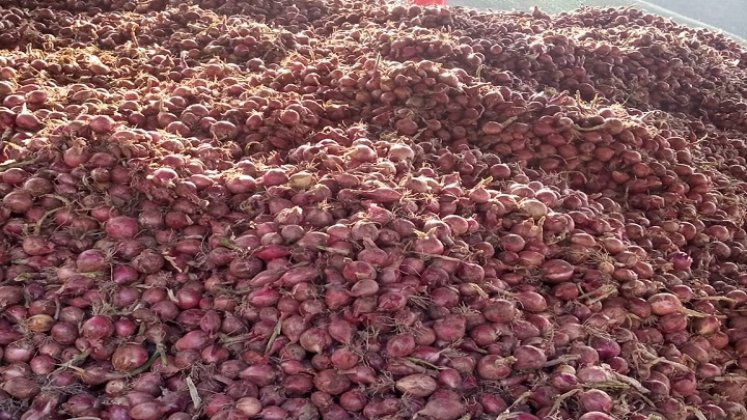 La comercialización de la cebolla roja en Ocaña está paralizada por la alta competencia de la cebolla peruana./ Fotos cortesía: La Opinión.