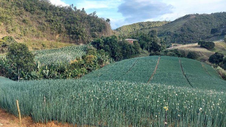 Prosperidad Social anuncia la construcción de 4 Puntos de Abastecimiento Solidario en la zona del Catatumbo./ Foto: Cortesía