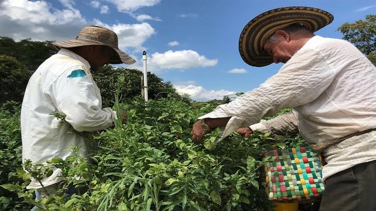 Prosperidad Social anuncia la construcción de 4 Puntos de Abastecimiento Solidario en la zona del Catatumbo./ Foto: Cortesía