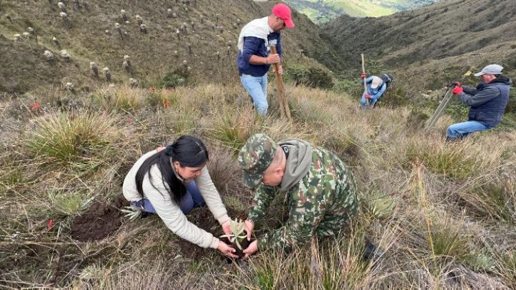 En una vereda del municipio de Mutiscua, en zona del páramo Santurbán, fueron sembrados los frailejones/Foto cortesía