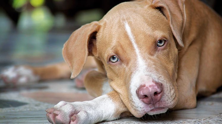 Para un gato o un perro de raza mediana-grande, los implementos del grooming van desde los $42.000. / Foto Archivo