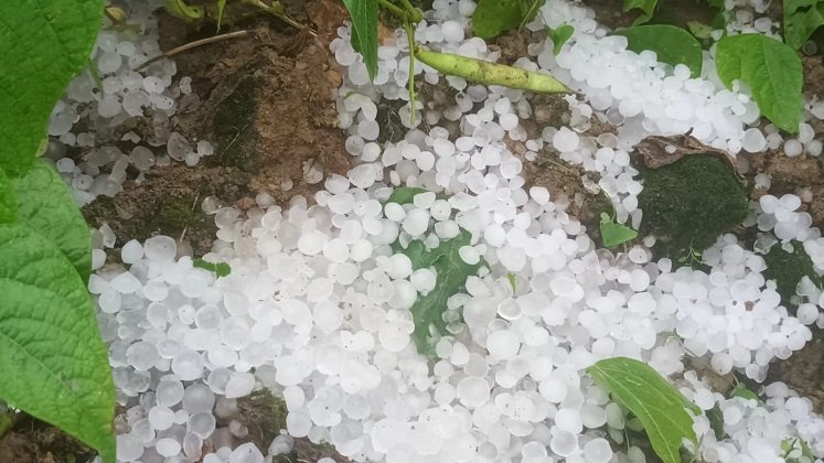 Invierno acompañado de vientos y granizos afecta cultivos en zona rural de La Playa de Belén./ Foto cortesía: la Opinión.