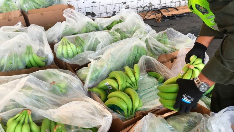 ¡Fruta prohibida! Policía incautó 591 kilos de cocaína camuflados entre bananos en Santa Marta