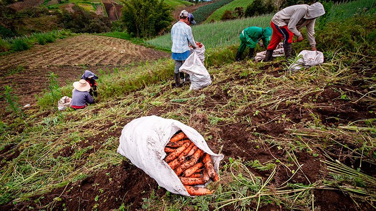 Campesinos. / Foto: Cortesía