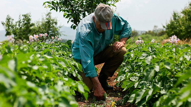 Créditos para el sector agropecurio. / Foto Cortesía