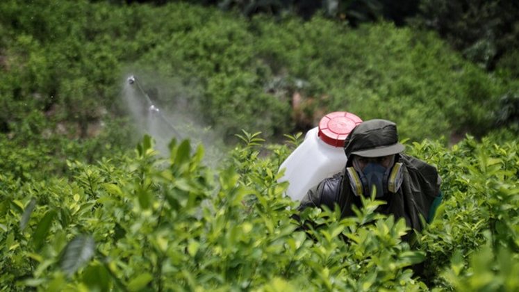 Producción y cultivos de coca