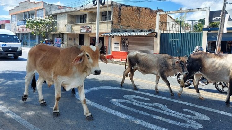 Habrá mano dura sobre los propietarios de semovientes callejeros en Ocaña./ Foto: Cortesía