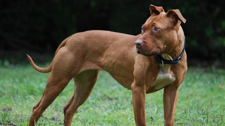 El Pit Bull terrier americano,  es  una raza inteligente, amigable,  no obstante, es catalogada como potencialmente peligrosa.