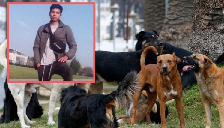ATAQUE PERROS