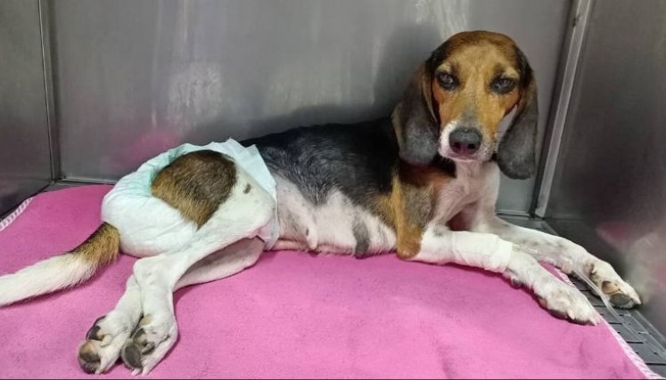 El responsable del hecho quedó registrado en cámaras de seguridad de una veterinaria en la que arrojó a la mascota. Conozca detalles de la ejemplar sanción.