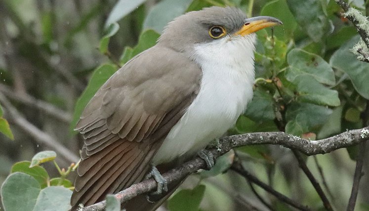 El cuclillo piquigualdo (coccyzus americanus).