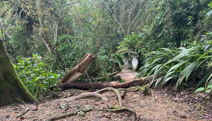 Inspección ocular se adelanta al material vegetal del sendero hacia el Agua de la Virgen para evitar accidentes.