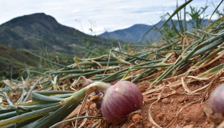 Los cebolleros de la provincia de Ocaña y zona del Catatumbo volverán a insistir al presidente la salvaguardar el producto en tiempo de cosecha.