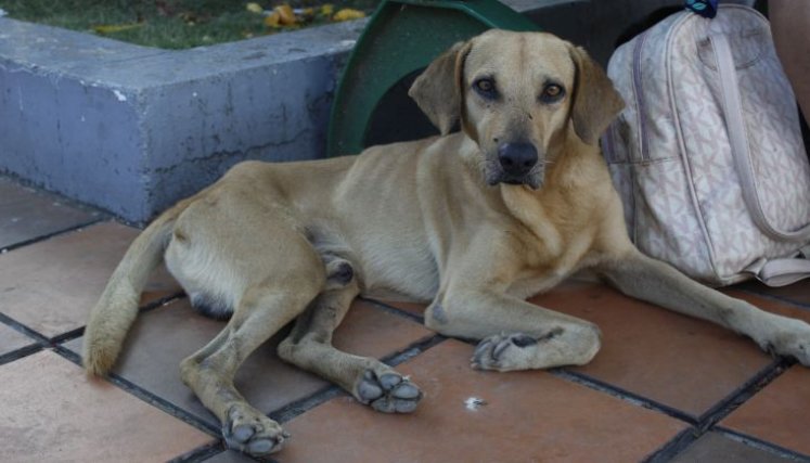 Centro de bienestar animal