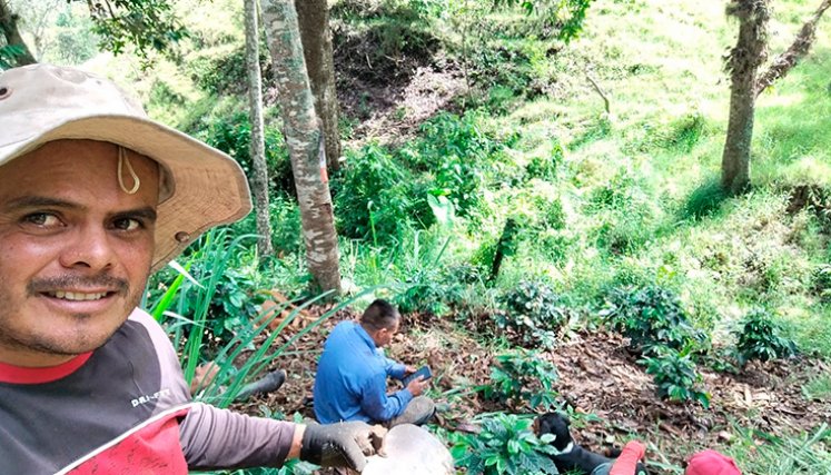 El agricultor Jhon Pabón, de Ragonvalia, en el cultivo./ Foto Cortesía