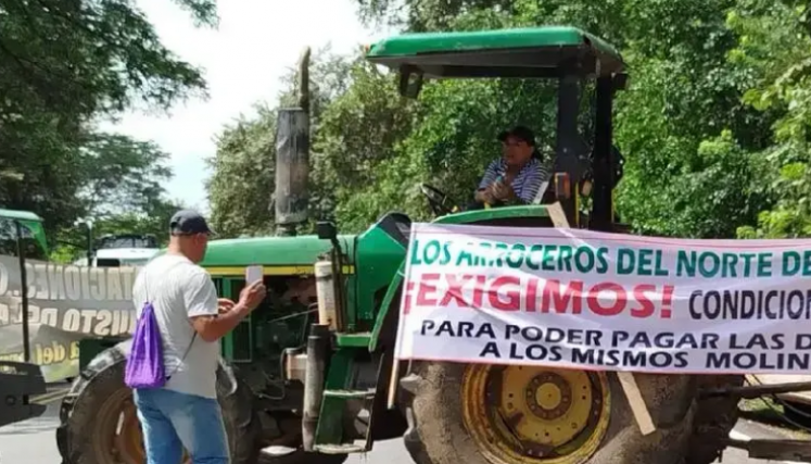 Precio del arroz se desploma