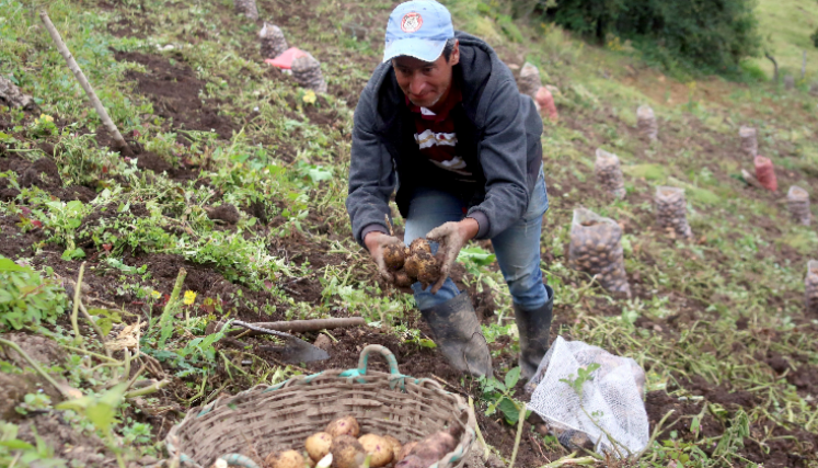 Agricultor del páramo Almorzadero. 