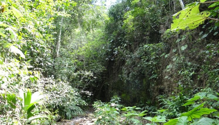 Denuncian a intrusos en la reserva forestal del acueducto independiente.