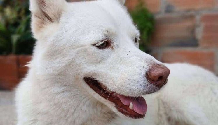 La muerte de una canina en el asentamiento humano Tierra Santa de Ocaña genera conmoción entre la comunidad.