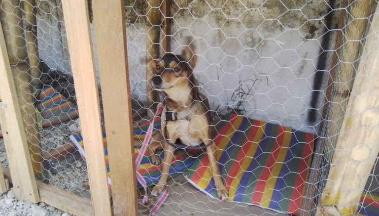 En Ocaña es bastante elevado los índices de maltrato animal y los defensores exigen castigos ejemplares.