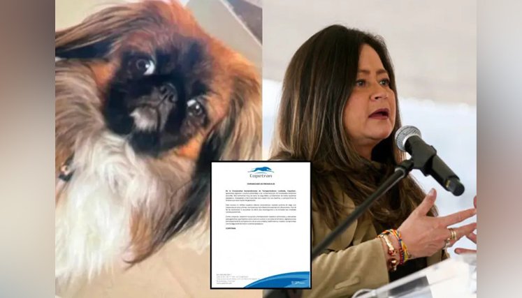 PERRO MAXI. 