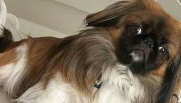 PERRO MAXI. 