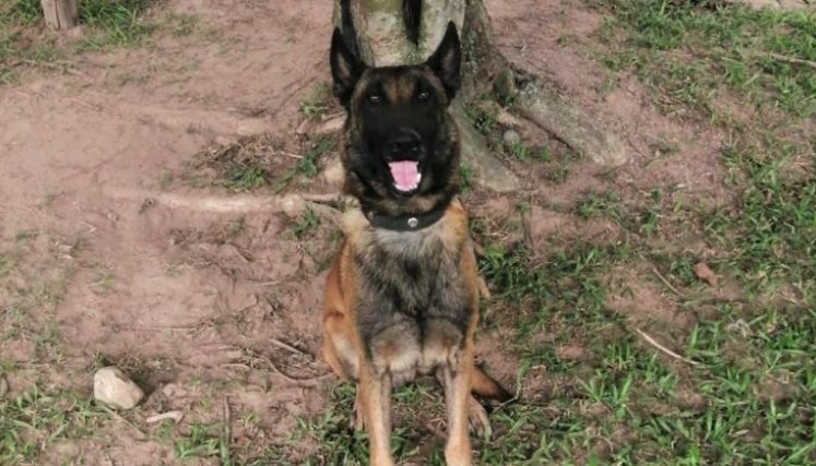 PERRO SANSÓN. 