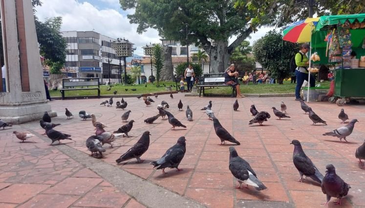 Algunos habitantes en condiciones de calle maltratan a las palomas del parque principal de Ocaña.