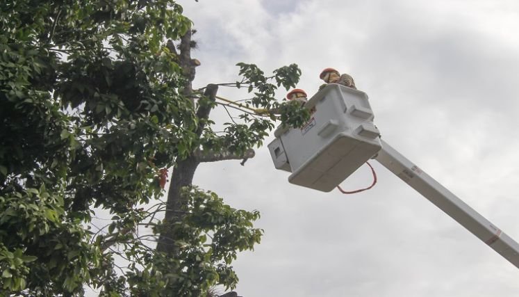 Debido a los cruces especiales se adelantará la tala de árboles en la avenida Francisco Fernández de Contreras.
