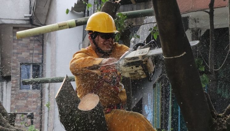 Debido a los cruces especiales se adelantará la tala de árboles en la avenida Francisco Fernández de Contreras.