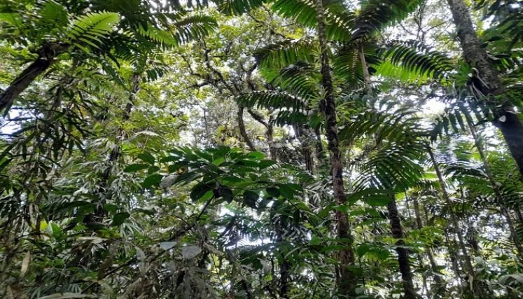 Denuncian a intrusos en la reserva forestal del acueducto independiente.