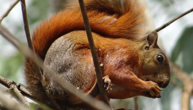 Denuncian a intrusos en la reserva forestal del acueducto independiente.